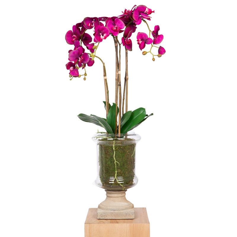 Orchidee pot en verre marylin moyen Mixte SIA